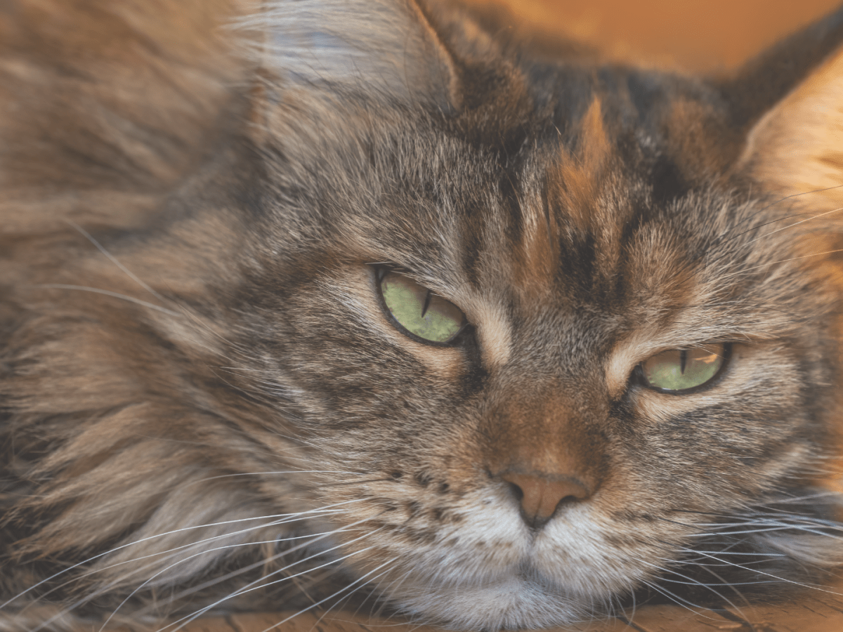 關於憂鬱陪伴及憂鬱時我們能做些什麼？