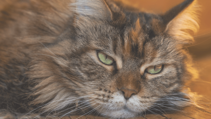 關於憂鬱陪伴及憂鬱時我們能做些什麼？