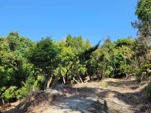 爸爸對松柏，肖楠情有獨鍾，總說著將來可讓孫子爬上爬下